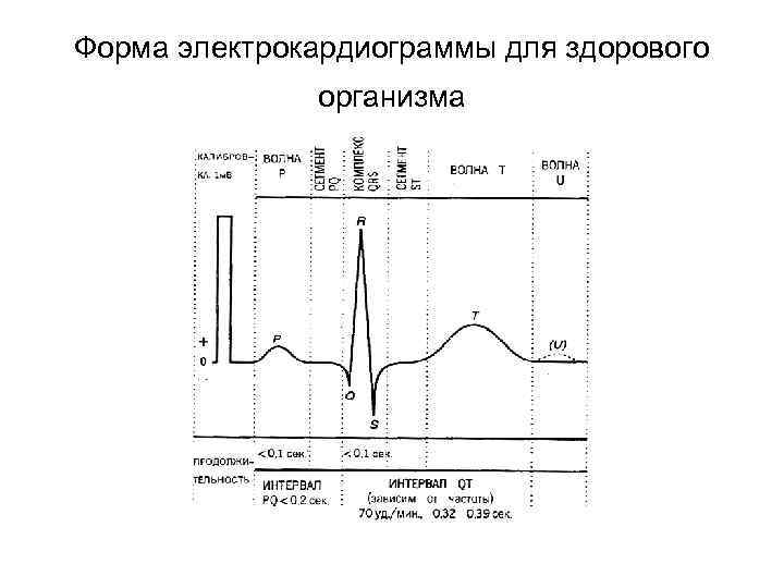 Форма электрокардиограммы для здорового организма 