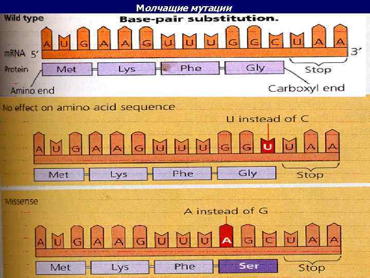 Молчащие мутации 
