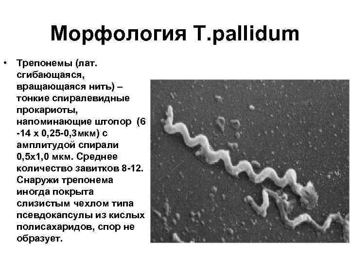 Морфология T. pallidum • Трепонемы (лат. сгибающаяся, вращающаяся нить) – тонкие спиралевидные прокариоты, напоминающие