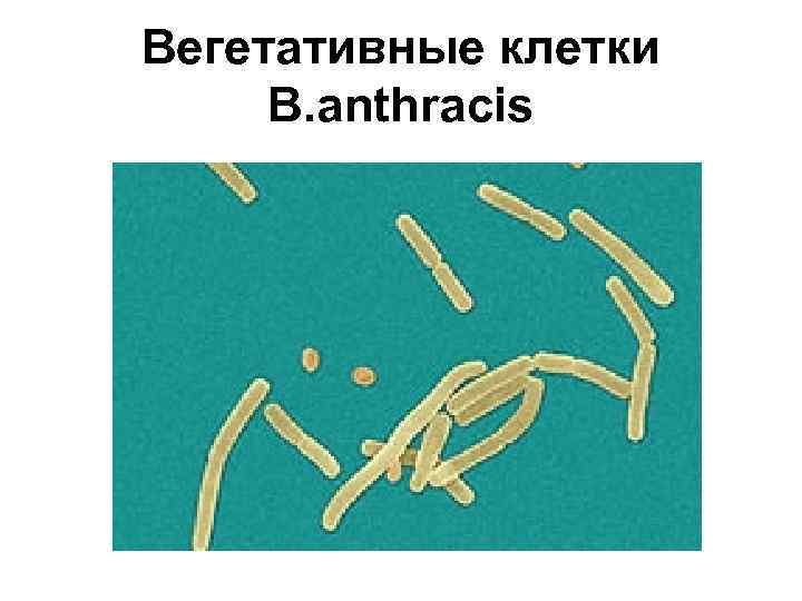 Вегетативные клетки B. anthracis 