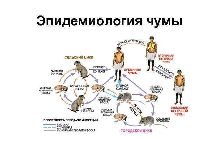 Зоонозные инфекции микробиология презентация