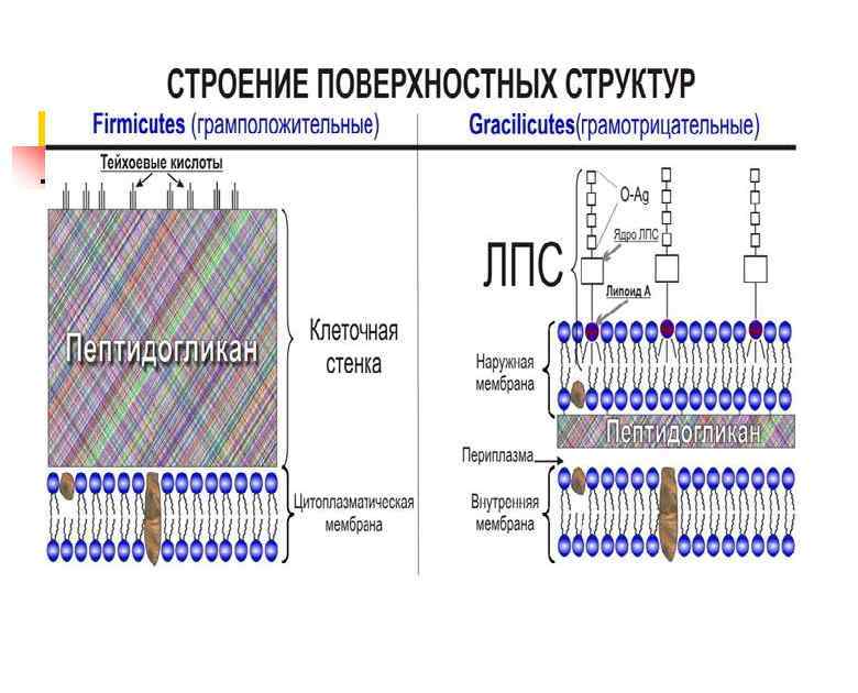 Поверхностная структура. Структура мембраны грамотрицательных бактерий. Строение стенки грамотрицательных бактерий. Тейхоевые кислоты в клеточной стенке. Эндотоксин грамотрицательных бактерий.