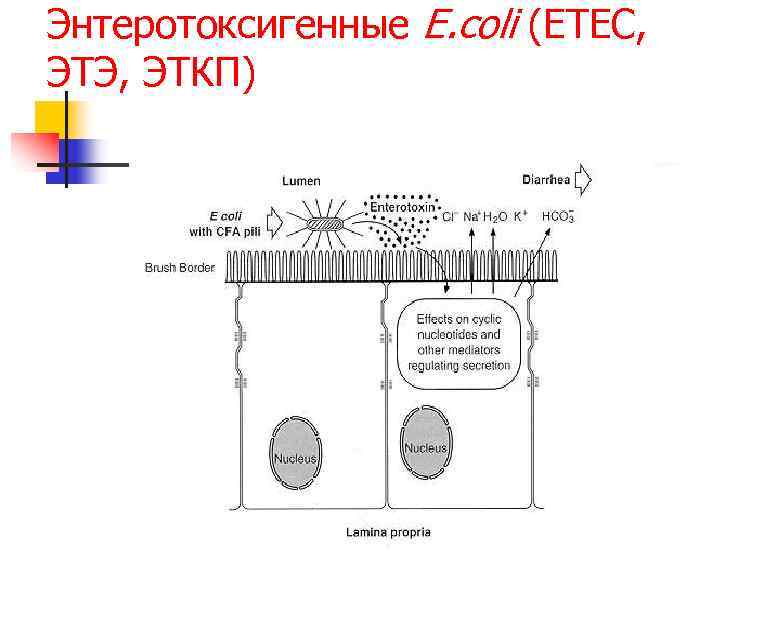 Энтеротоксигенные E. coli (ETEC, ЭТЭ, ЭТКП) 