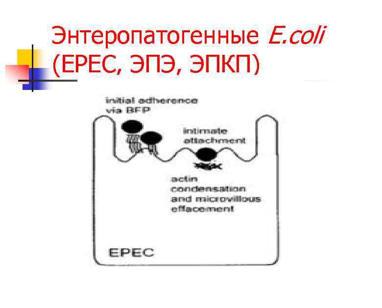 Энтеропатогенные E. coli (EPEC, ЭПЭ, ЭПКП) 