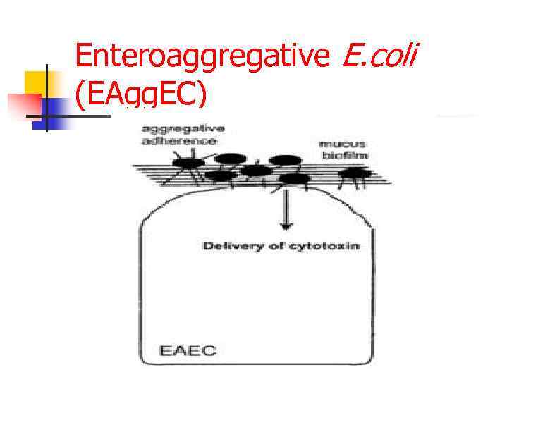 Enteroaggregative E. coli (EAgg. EC) 