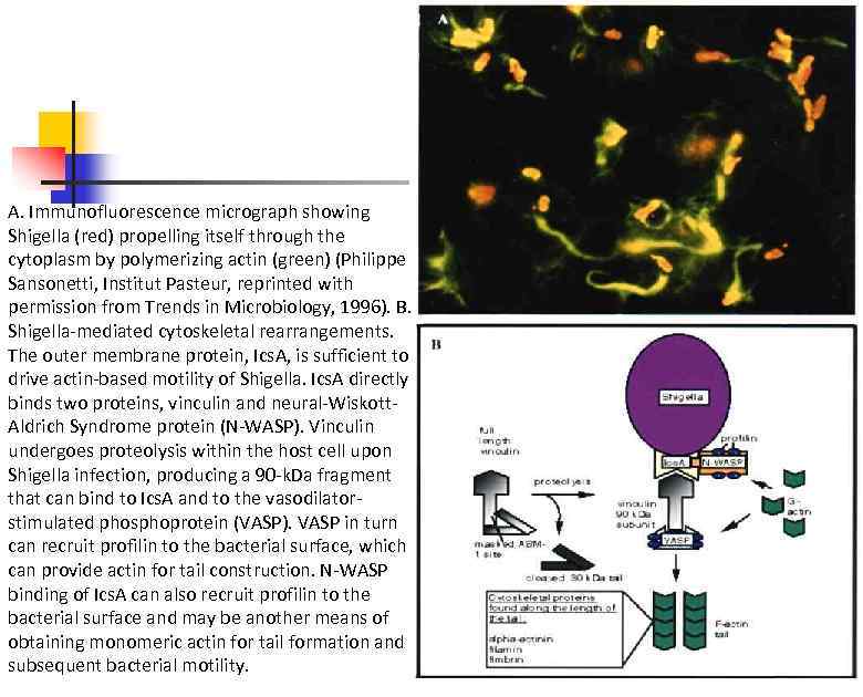 A. Immunofluorescence micrograph showing Shigella (red) propelling itself through the cytoplasm by polymerizing actin