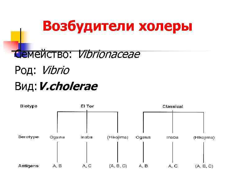 Возбудители холеры Семейство: Vibrionaceae Род: Vibrio Вид: V. cholerae 