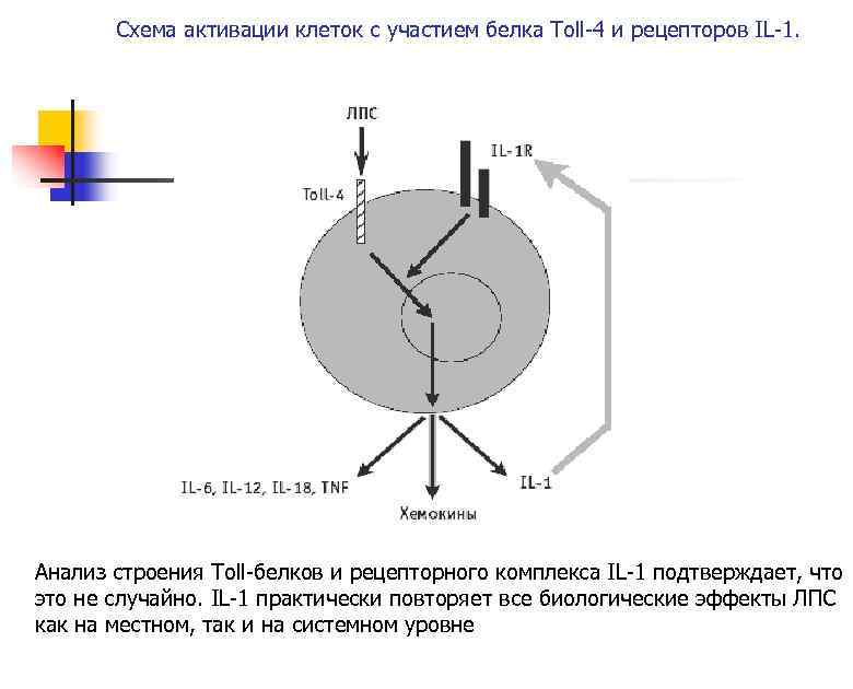 Схема активации клеток с участием белка Toll-4 и рецепторов IL-1. Устойчив : Низким температурам