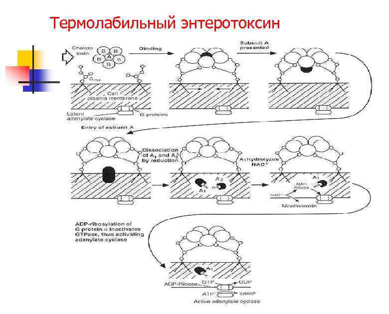 Термолабильный энтеротоксин 