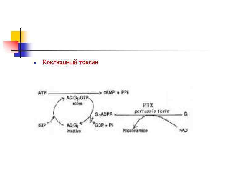n Коклюшный токсин 