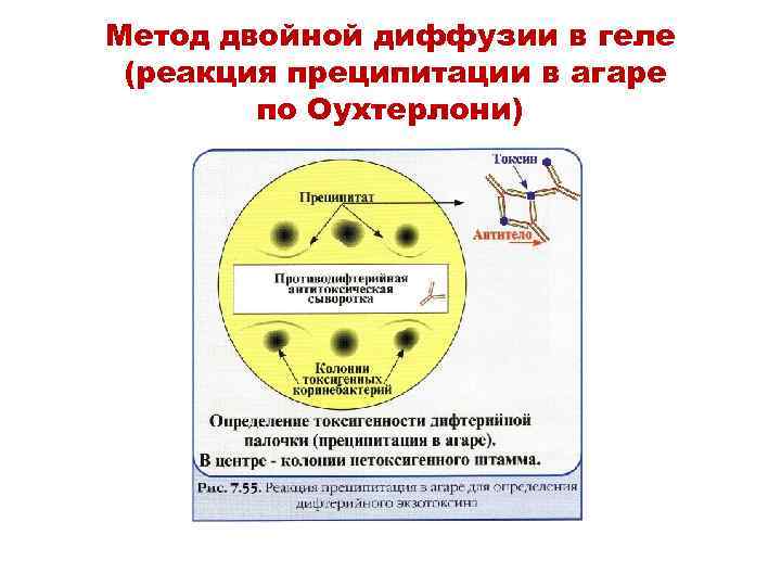 Метод двойной диффузии в геле (реакция преципитации в агаре по Оухтерлони) 