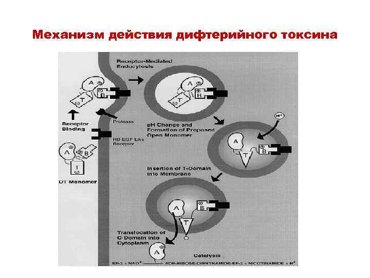 Механизм действия дифтерийного токсина 