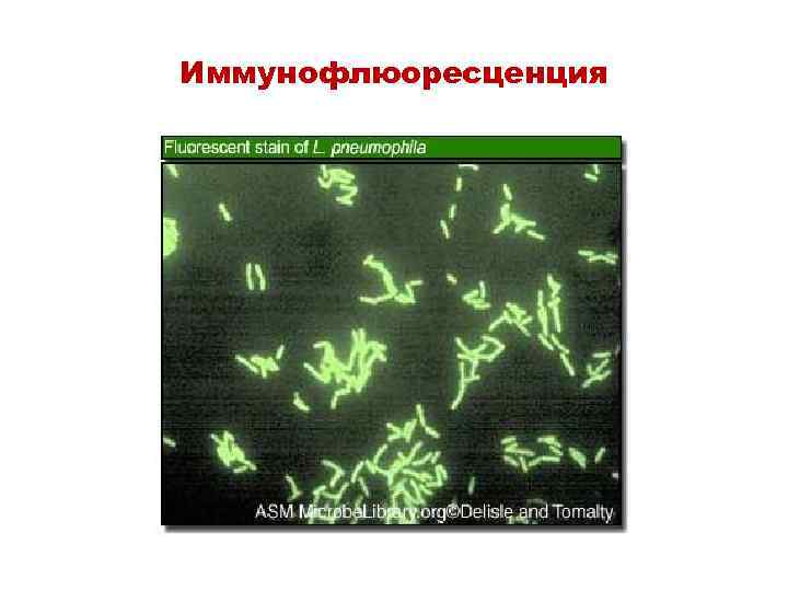 Иммунофлюоресценция 