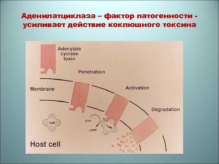 Аденилатциклаза – фактор патогенности усиливает действие коклюшного токсина 