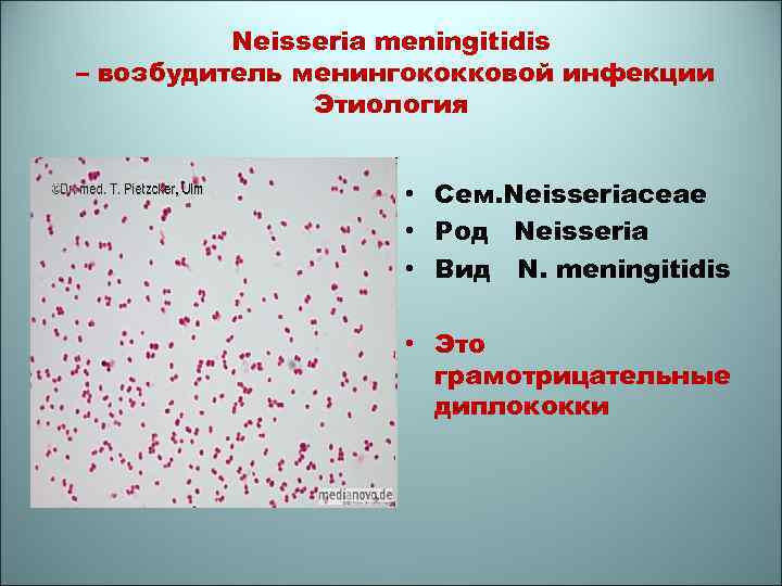 Neisseria meningitidis – возбудитель менингококковой инфекции Этиология • Сем. Neisseriaceae • Род Neisseria •