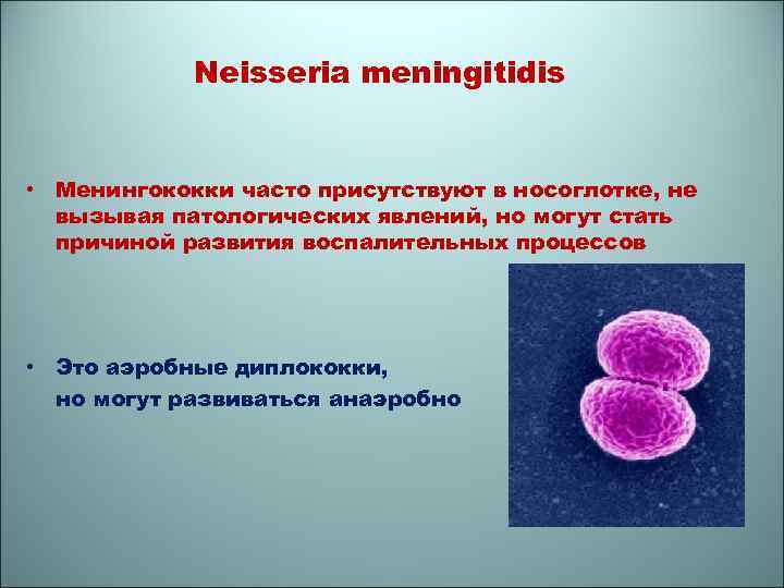 Neisseria meningitidis • Менингококки часто присутствуют в носоглотке, не вызывая патологических явлений, но могут