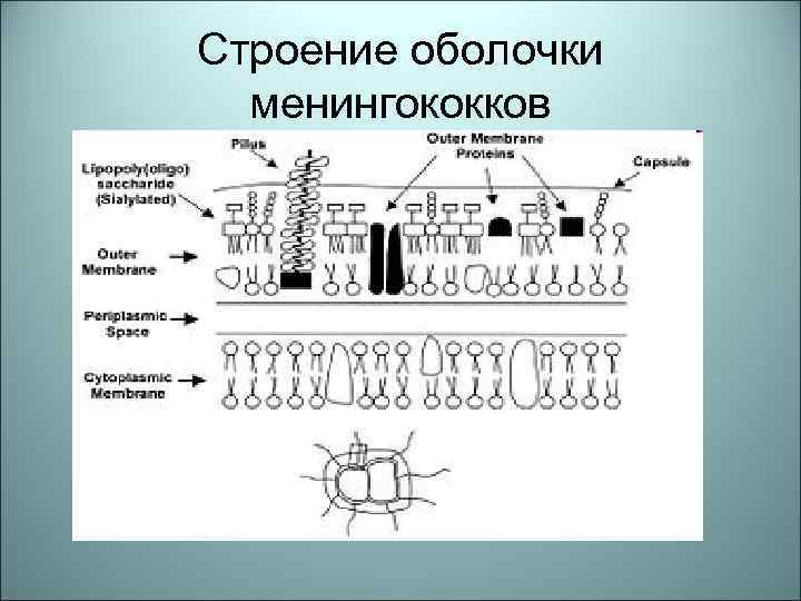 Строение оболочки менингококков 