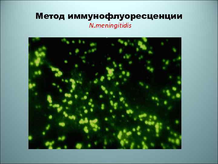 Метод иммунофлуоресценции N. meningitidis 