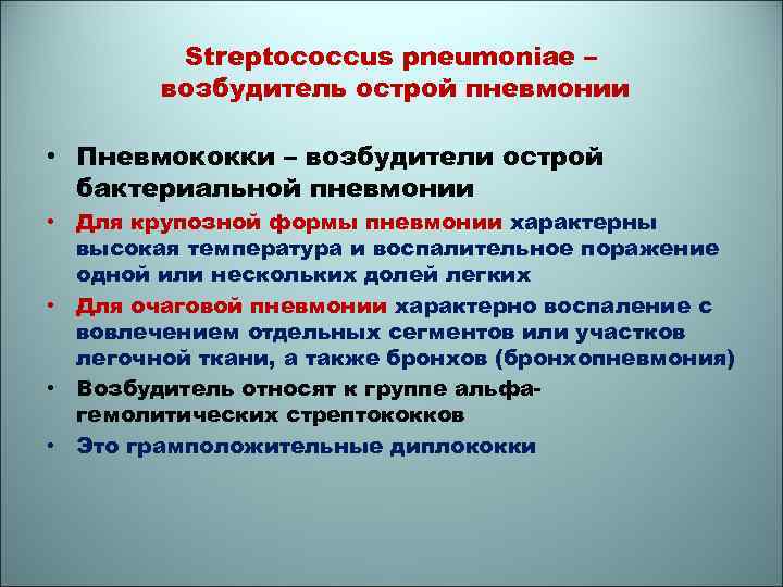 Streptococcus pneumoniae – возбудитель острой пневмонии • Пневмококки – возбудители острой бактериальной пневмонии •