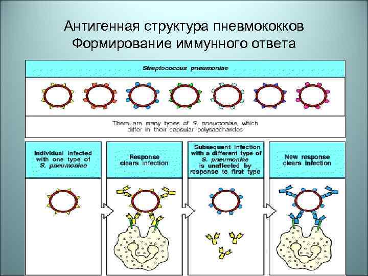 Антигенная структура пневмококков Формирование иммунного ответа 