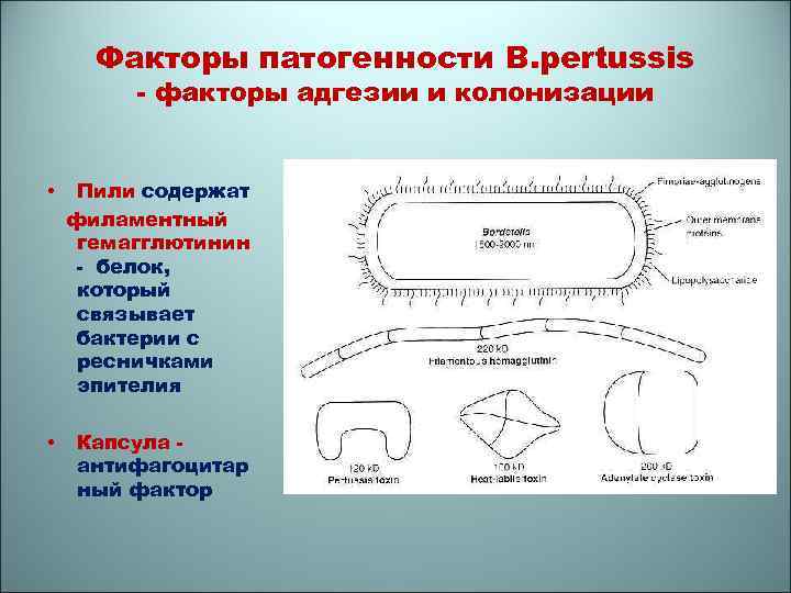 Схема факторы патогенности микроорганизмов