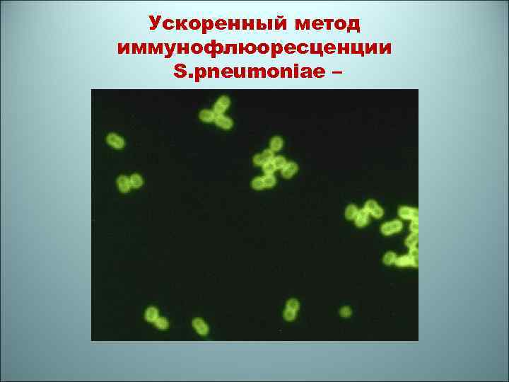 Ускоренный метод иммунофлюоресценции S. pneumoniae – 