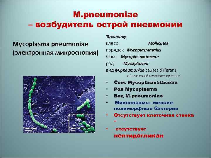 Возбудитель пневмонии