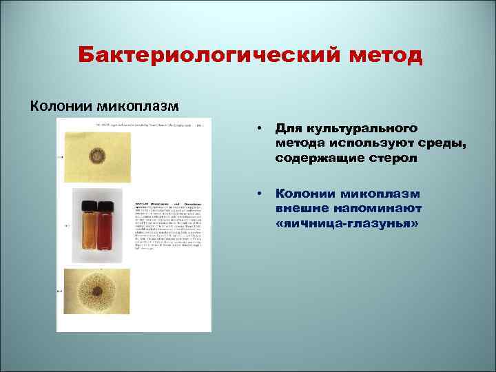 Бактериологический метод Колонии микоплазм • Для культурального метода используют среды, содержащие стерол • Колонии