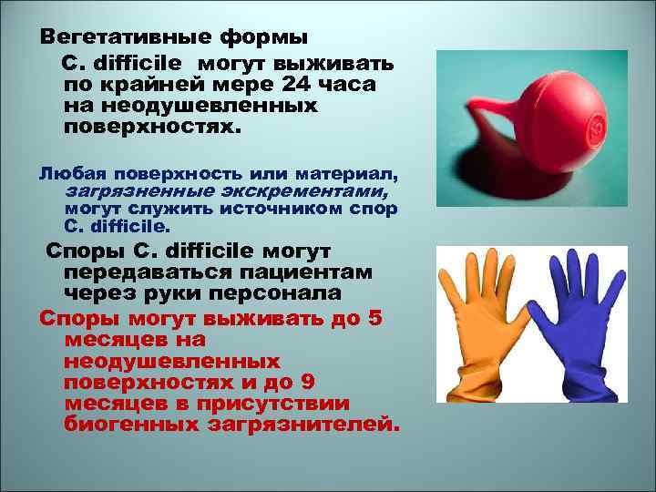 Вегетативные формы C. difficile могут выживать по крайней мере 24 часа на неодушевленных поверхностях.