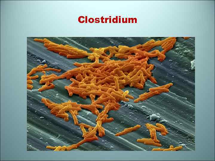 Clostridium 