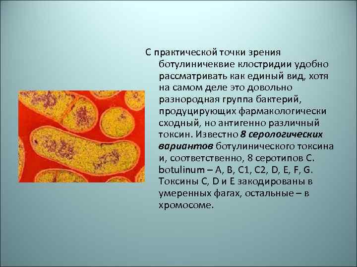 С практической точки зрения ботулиничеквие клостридии удобно рассматривать как единый вид, хотя на самом