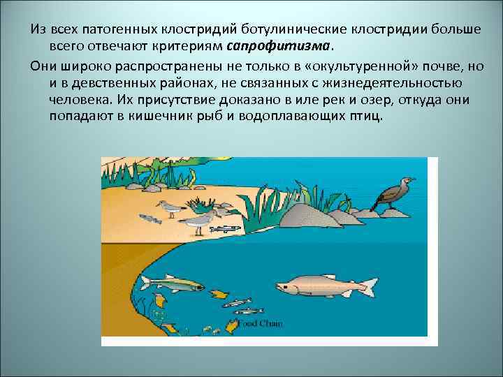 Из всех патогенных клостридий ботулинические клостридии больше всего отвечают критериям сапрофитизма. Они широко распространены