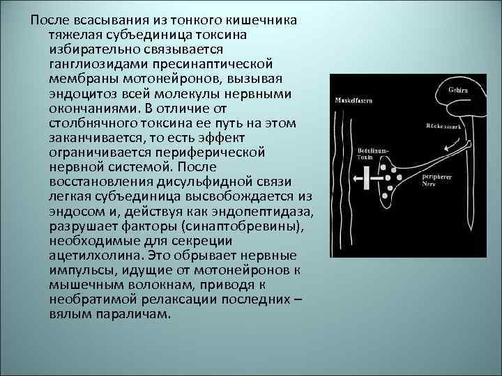 После всасывания из тонкого кишечника тяжелая субъединица токсина избирательно связывается ганглиозидами пресинаптической мембраны мотонейронов,