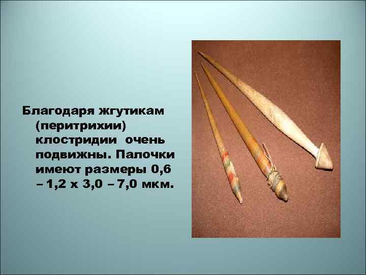 Благодаря жгутикам (перитрихии) клостридии очень подвижны. Палочки имеют размеры 0, 6 – 1, 2