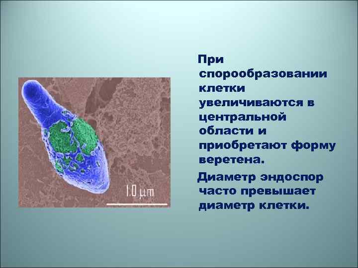 При спорообразовании клетки увеличиваются в центральной области и приобретают форму веретена. Диаметр эндоспор часто