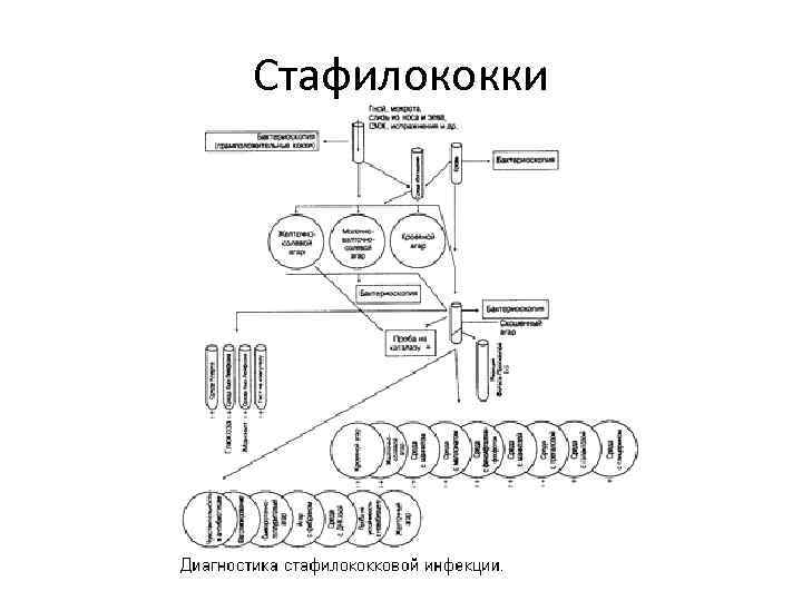 Стафилококки 