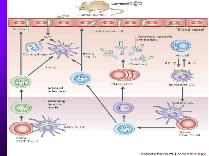 ИММУННЫЙ ОТВЕТ 