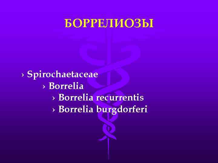 БОРРЕЛИОЗЫ › Spirochaetaceae › Borrelia recurrentis › Borrelia burgdorferi 