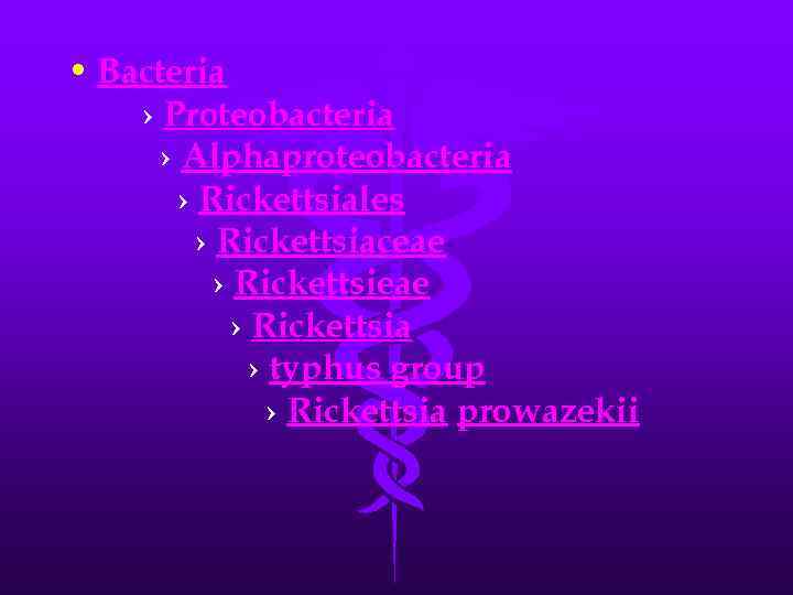  • Bacteria › Proteobacteria › Alphaproteobacteria › Rickettsiales › Rickettsiaceae › Rickettsieae ›