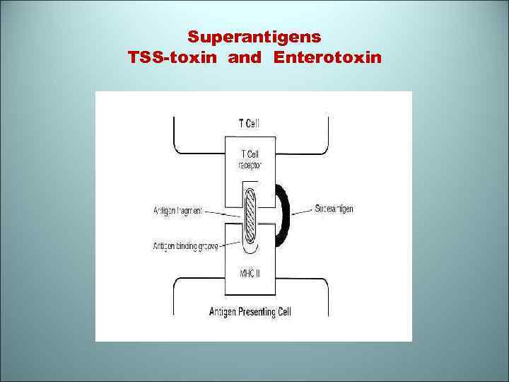 Superantigens TSS-toxin and Enterotoxin 