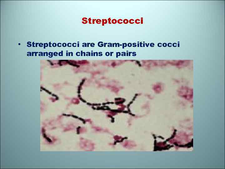 Streptococci • Streptococci are Gram-positive cocci arranged in chains or pairs 