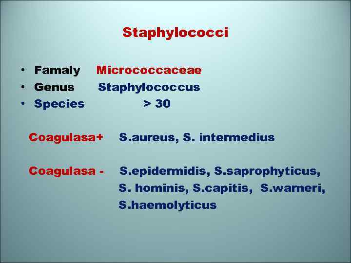 Staphylococci • Famaly Micrococcaceae • Genus Staphylococсus • Species > 30 Coagulasa+ S. aureus,