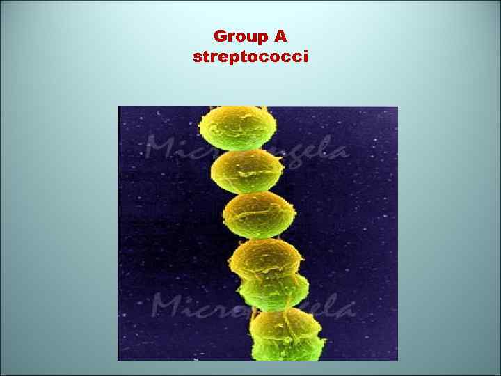 Group A streptococci 