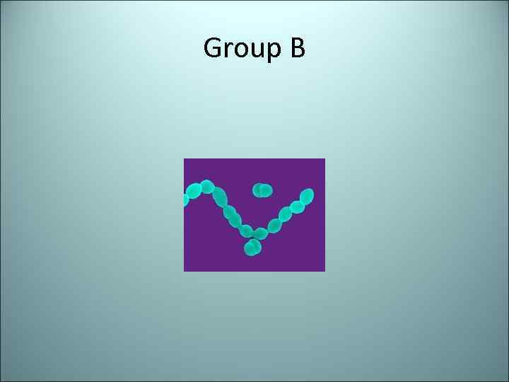 Group B 
