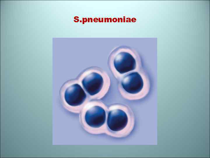 S. pneumoniae 