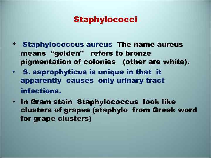 Staphylococci • Staphylococcus aureus The name aureus means “golden