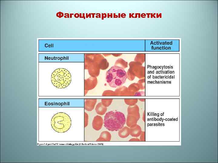 Фагоцитарные клетки 