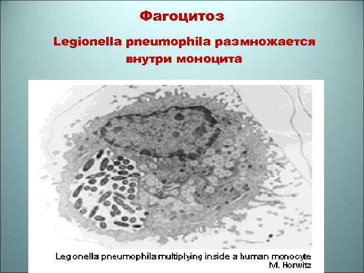 Фагоцитоз Legionella pneumophila размножается внутри моноцита 