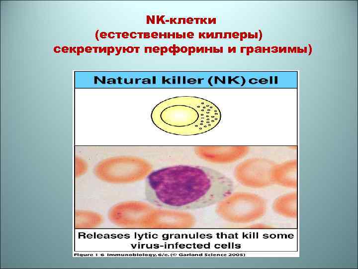 NK-клетки (естественные киллеры) секретируют перфорины и гранзимы) 