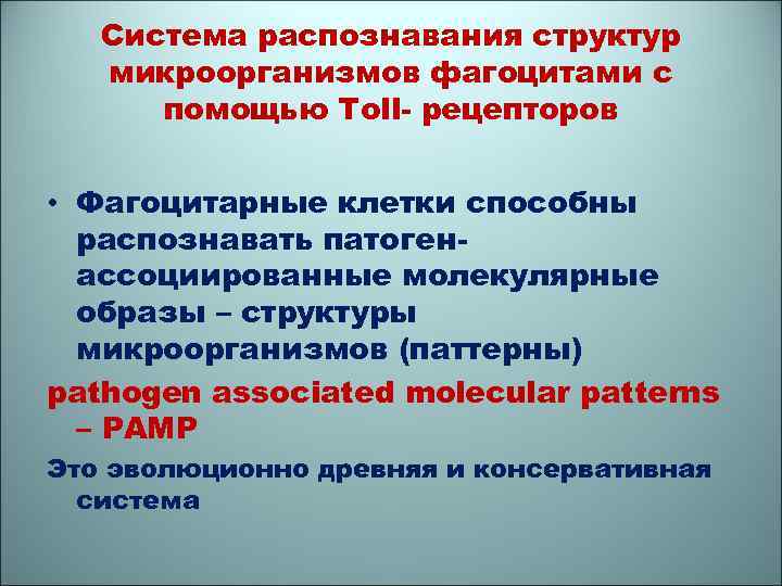 Система распознавания структур микроорганизмов фагоцитами c помощью Toll- рецепторов • Фагоцитарные клетки способны распознавать